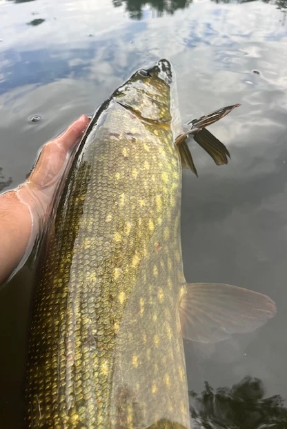 Canal du Forez Brochet prit aux leurres