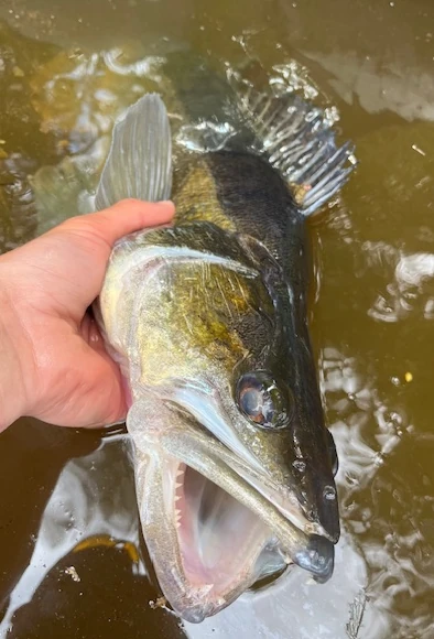Sandre aux leurres Pêche à St Marc, sandres et brochets
