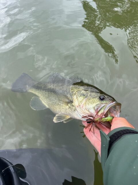 Pêche du black-bass en Vendée