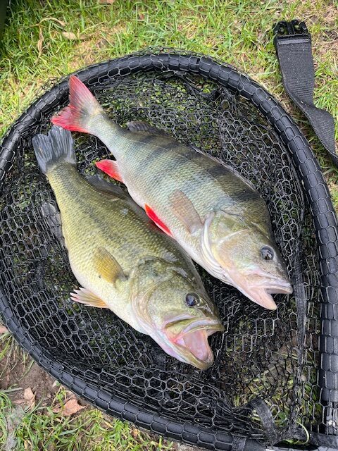 Stage pêche au leurre Vendée 