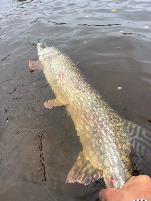 Stage pêche au leurre Vendée 