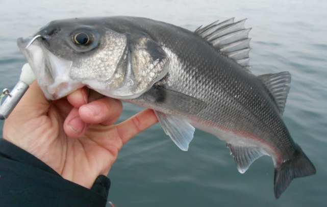 guide pêche au leurre en mer
