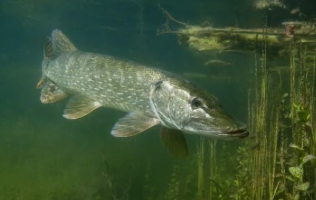 Tarifs guidage carnassiers