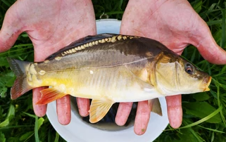 animation pêche au coup