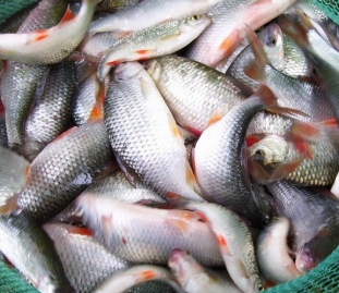 animation pêche au coup