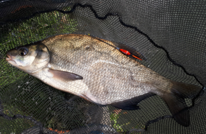 animation pêche au coup